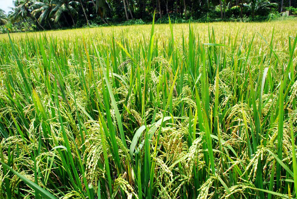 കതിരണിഞ്ഞ പാടം (Paddy Field)